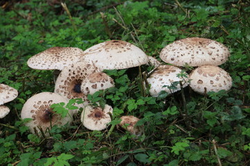Mushroom during the autumn season on the Veluwe forest in Gelderland named Macrolepiota procera,...