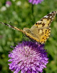 butterfly on flower
