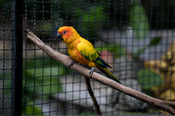 Colorful parakeet in bird cage.