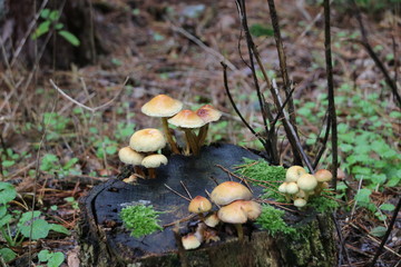 Mushroom during the autumn season on the Veluwe forest in Gelderland named Hypholoma fasciculare, commonly known as the sulphur tuft, sulfur tuft or clustered woodlover