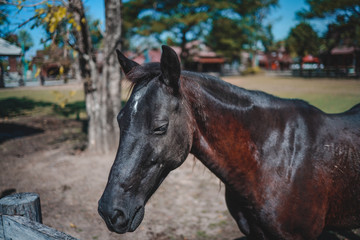 Fototapeta premium portrait of a black horse in farm