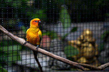 Colorful parakeet in bird cage.