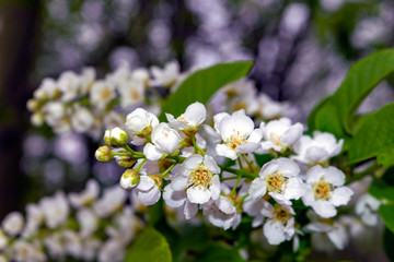 Blossoming branch of bird cherry with white flowers on a blurred background close-up. Bird cherry tree in blossom.