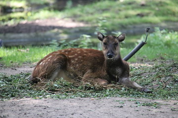 Deer lying in the Rotterdam Blijdorp Zoo in the Netherlands