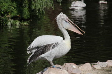 pelican in the water at the Rotterdam Blijdorp Zoo in the Netherlands