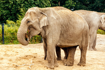 Two adult Asian Elephant, Elephas Maximus, feeding in their habitat in Dublin zoo, Ireland