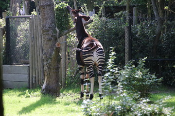 An okapi is looking for fresh leaves in the Rotterdam Blijdorp Zoo in the Netherlands