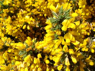 Yellow flowers