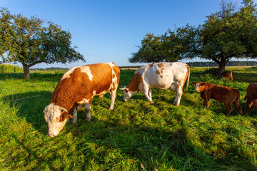 Kuh und Bulle grasen auf der Streuobstwiese
