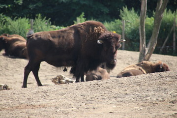 Buffalo in the Rotterdam Blijdorp Zoo in the Netherlands