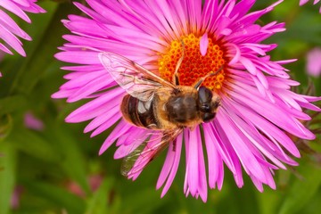 Wildbiene auf Herbstaster