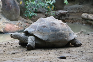 giant tortoise in the Rotterdam Blijdorp Zoo in the Netherlands