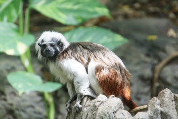 Cotton-top tamarin in the Rotterdam Blijdorp Zoo in the Netherlands