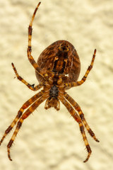 Spinne Unterseite