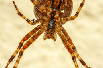 Spinne Unterseite