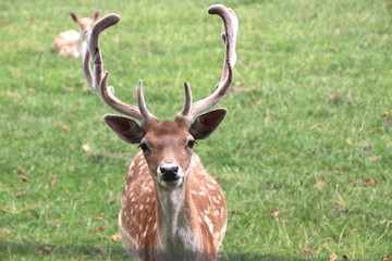 Naklejka na ściany i meble A stag with antlers in the sun at a children farm in the Netherlands