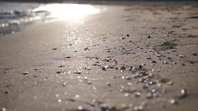 Shore of sea with green seaweed stone and shells in Spain at sunset, slow motion