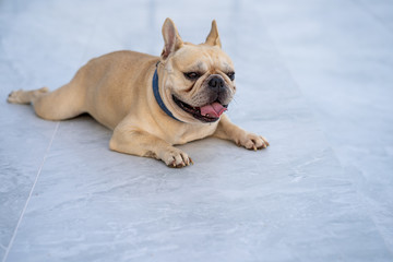 Cute french bulldog lying on marble floor outdoor.