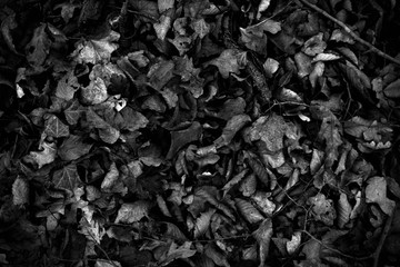 black tea leaves background