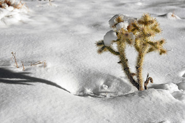 Cholla cactus in the snow