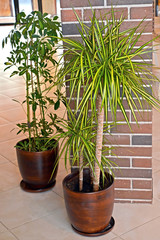 Fragrant Dracaena (Dracaena fragrans (L.) Ker Gawl.) In a flower pot stands on the floor in the hall