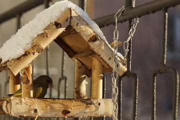 Dzwoniec ,ptak dzwoniec ,ptak w karmiku ,ptaki zimą © LBanacki