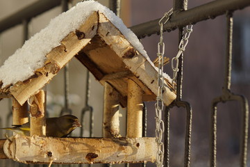 Dzwoniec ,ptak dzwoniec ,ptak w karmiku ,ptaki zimą © LBanacki