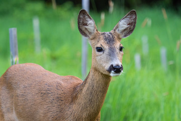 Naklejka na ściany i meble Roe deer in grass, Capreolus capreolus. Wild roe deer in nature.