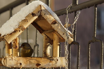 Dzwoniec ,ptak dzwoniec ,ptak w karmiku ,ptaki zimą © LBanacki