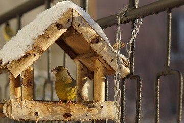 Dzwoniec ,ptak dzwoniec ,ptak w karmiku ,ptaki zimą