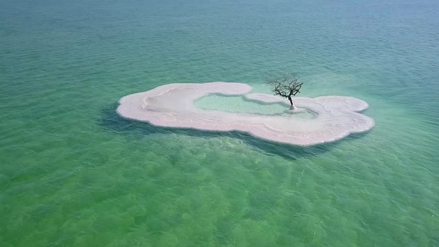 Lonely Tree on small island made from salt in Dead sea ,Israel. Aerial footage. 