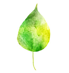 Watercolor leaf on the white background