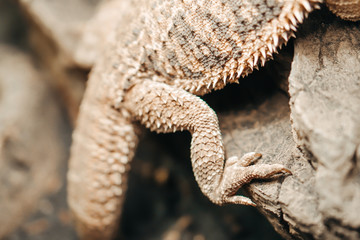 Bearded agama on background. Australia reptile with spikes.