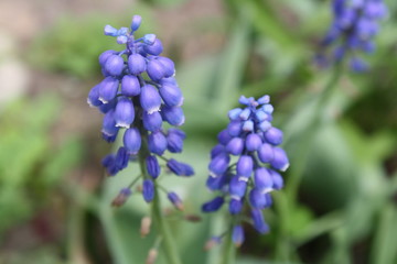 beautiful small flowers in the park
