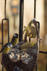 Modraszka ,Sikora Modraszka ,ptak zimą ,dokarmianie ptaków  © LBanacki