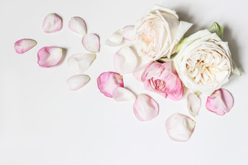Close up of blooming pink roses flowers and petals isolated on white table background. Floral frame...