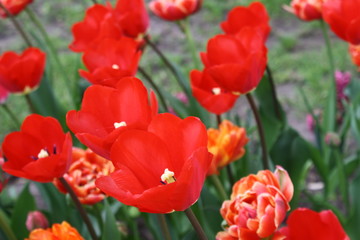 beautiful tulips in the park