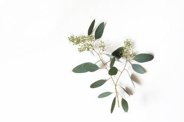 Green Eucalyptus populus branch with leaves and berries isolated on white table background. Floral composition. Modern greenery Feminine styled stock flat lay image, top view. Empty copy space.