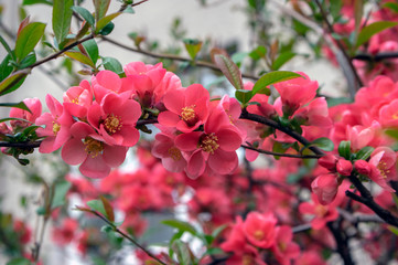 Ornamental flowering shrub Chaenomeles japonica cultivar superba with beautiful light pink petals and yellow center © Iva