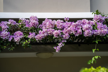 Beautiful blossom Garlic vine flower on the roof 