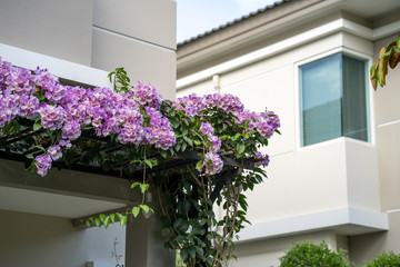 Beautiful blossom Garlic vine flower on the roof 