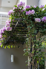 Blossom garlic vine flower in garden.