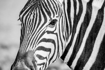 Fototapeta na wymiar Zebra looking for near portrait Africa Namibia Travel