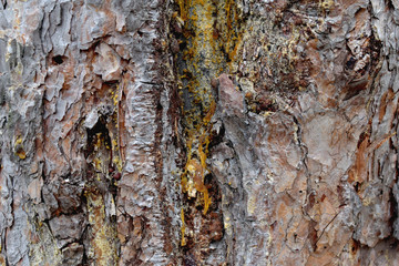 Pine bark with sticky resin.
