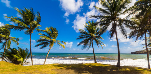 Karibischer Strand 2 Panorama