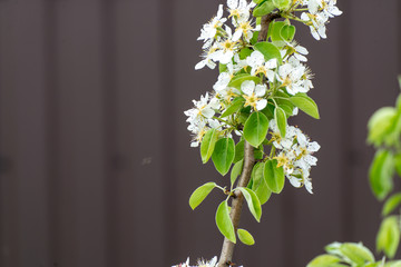 Blossoming apple tree branch on dark background