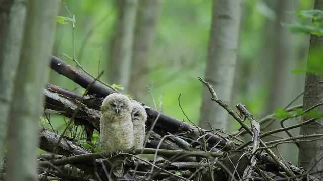 tawny owl, brown owl, strix aluco, Czech nature