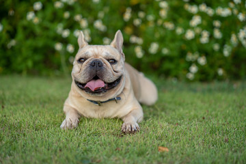 Obraz premium Cute french bulldog lying on grass in park.