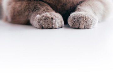 Gray fluffy cat paws on white background.