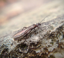 Stonefly, Plecoptera